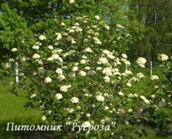 Калина гордовина (Viburnum lantana)