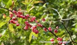 Бересклет европейский "Chrysophyllus" (Euonymus europaeus "Chrysophyllus")