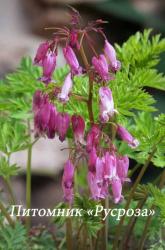 Дицентра красивая "Luxuriant" (Dicentra Formosa)