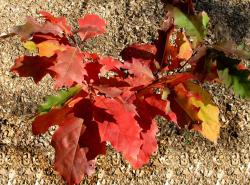 Дуб красный (Quercus rubra)