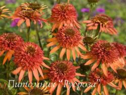 Эхинацея пурпурная "Irresistible" (Echinacea purpurea)