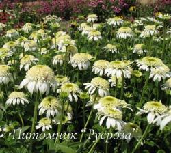 Эхинацея пурпурная "White Double Delight" (Echinacea purpurea)