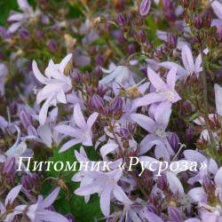 Колокольчик Пожарского "Lisduggan Variety" (Campanula poscharskyana)