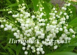 Ландыш майский (Convallaria majalis)