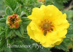 Лапчатка "Mont d'Or" (Potentilla)