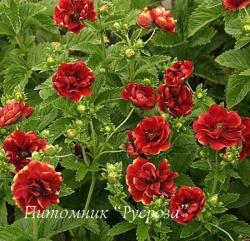 Лапчатка непальская "Arc-en-Ciel" (Potentilla nepalensis)