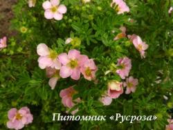 Лапчатка кустарниковая "Нью Дoн" (Potentilla fruticosa "New Dawn")