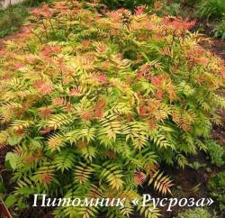 Рябинник рябинолистный (Sorbaria sorbifolia)