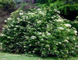 Бузина чёрная (Sambucus nigra) "Черная гроздь"