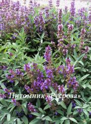 Шалфей лекарственный (Salvia officinalis)