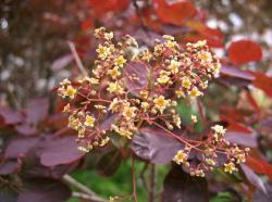 Скумпия кожевенная “Роял пепл” (Cotinus coggygria “Royal Purple”)