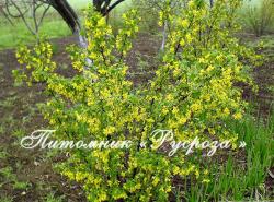 Смородина золотистая (Ribes aureum)