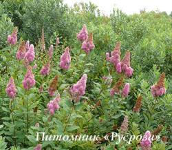 Спирея Дугласа (Spiraea douglasii)