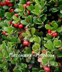 Толокнянка (Arctostaphylos uva-ursi)