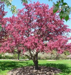 Яблоня декоративная "Роялти" (Malus hybridus "Royalty")