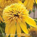 Эхинацея пурпурная "Eccentric Yellow" (Echinacea purpurea)