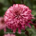 Эхинацея пурпурная "Blackberry Truffle" (Echinacea purpurea)