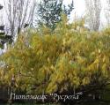 Ива "Шверина Улучшенная" (Salix [schwerinii x (schwerinii + udensis)])