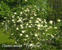 Калина гордовина (Viburnum lantana)