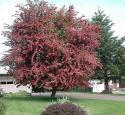 Боярышник морденский “Тоба” (Crataegus х mordenensis “Toba”)