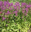 Чистец монье "Hummelo" (Stachys monieri)