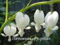 Дицентра великолепная Alba (Dicentra spectabilis)