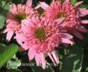 Эхинацея пурпурная "Cotton Candy" (Echinacea purpurea)