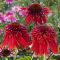 Эхинацея пурпурная "Eccentric" (Echinacea purpurea)