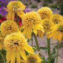 Эхинацея пурпурная "Eccentric Yellow" (Echinacea purpurea)