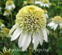 Эхинацея пурпурная "Milkshake" (Echinacea purpurea)