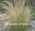 Ковыль тончайший "Pony Tails" (Stipa tenuissima)