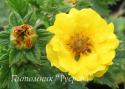 Лапчатка "Mont d'Or" (Potentilla)