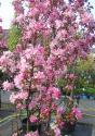 Яблоня декоративная "Ред Обелиск" (Malus hybridus "Red Obelisk")