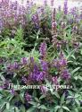 Шалфей лекарственный (Salvia officinalis)