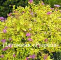 Спирея японская "Golden princess" (Spiraea japonica) "Голден принцес"