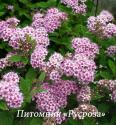 Спирея японская "Little princess" (Spiraea japonica) "Литтл принцесс"