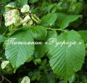 Вяз Шершавый (Ulmus glabra)