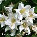 Вейгела цветущая "Кандида" (Weigela florida "Candida")