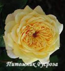 ALLUX SYMPHONIE (Аликс Симфони)