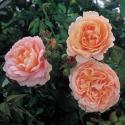 AMBRIDGE ROSE (AUSWONDER) (Эмбридж Роуз)