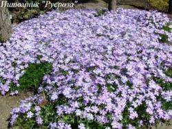 Флокс шиловидный "G.F. Wilson"