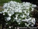 Флокс растопыренный "White Perfume"