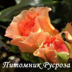 LYS SALMON DUFT (Лис Сэлмон Дуфт)