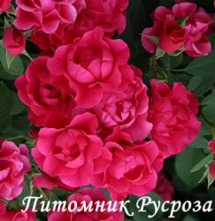 PINK FOREST ROSE (Пинк Форест Роуз)