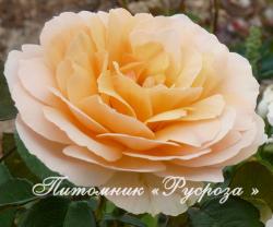 ROSEMANTIC AMBER (Роземантик Амбер)