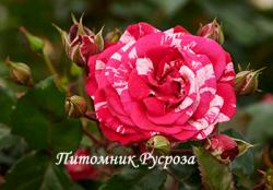 THE REFORMATION ROSE (Зе Рефомэйшн Роуз)