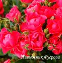 PINK FOREST ROSE (Пинк Форест Роуз)