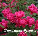 PINK FOREST ROSE (Пинк Форест Роуз)