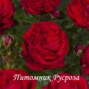 RED ROMANZA (Ред Романза)