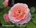 ROSE DE CORNOUAILLE (Роз Де Корнуай)